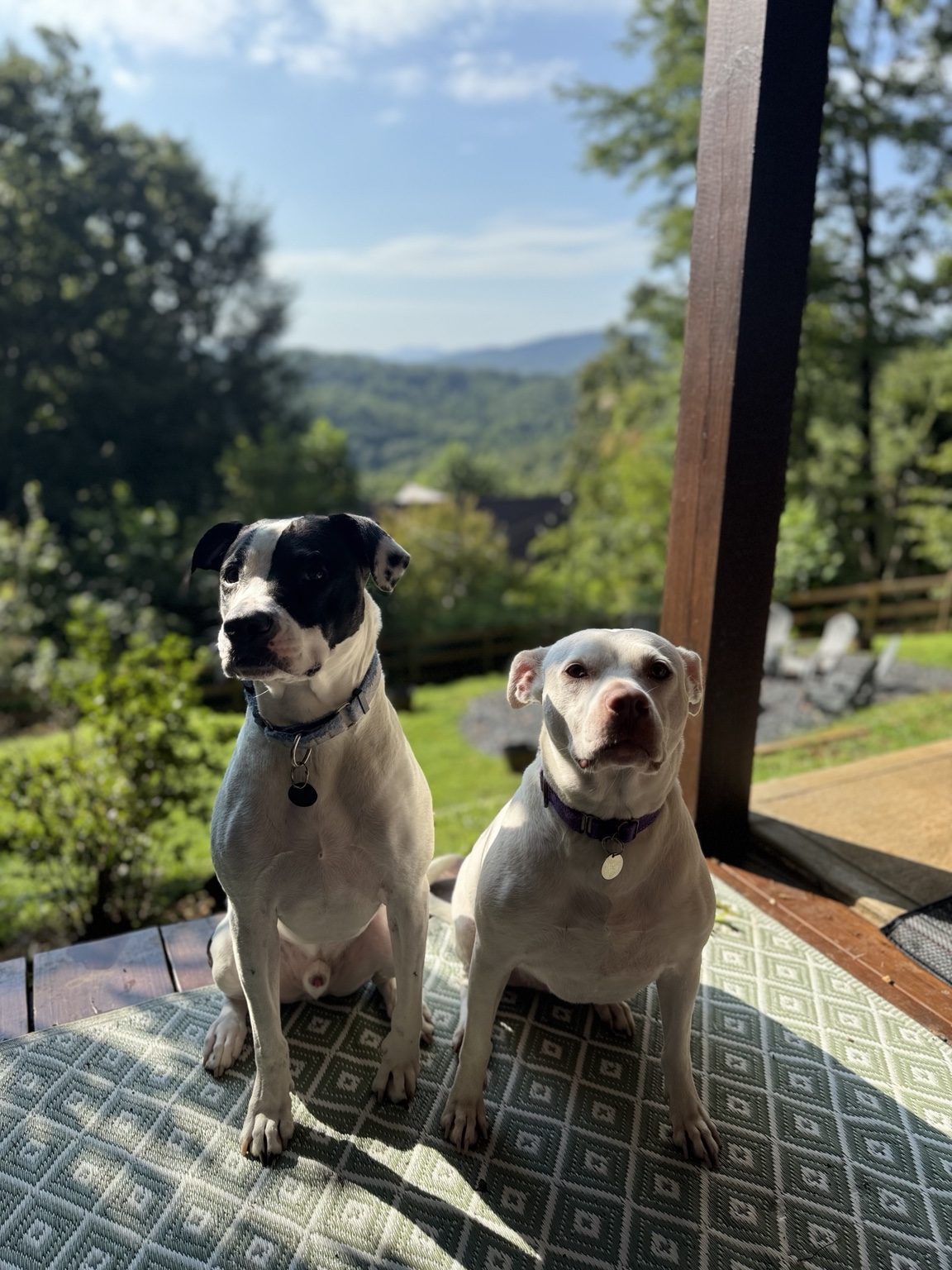 Two dogs sitting together on the cabin patio