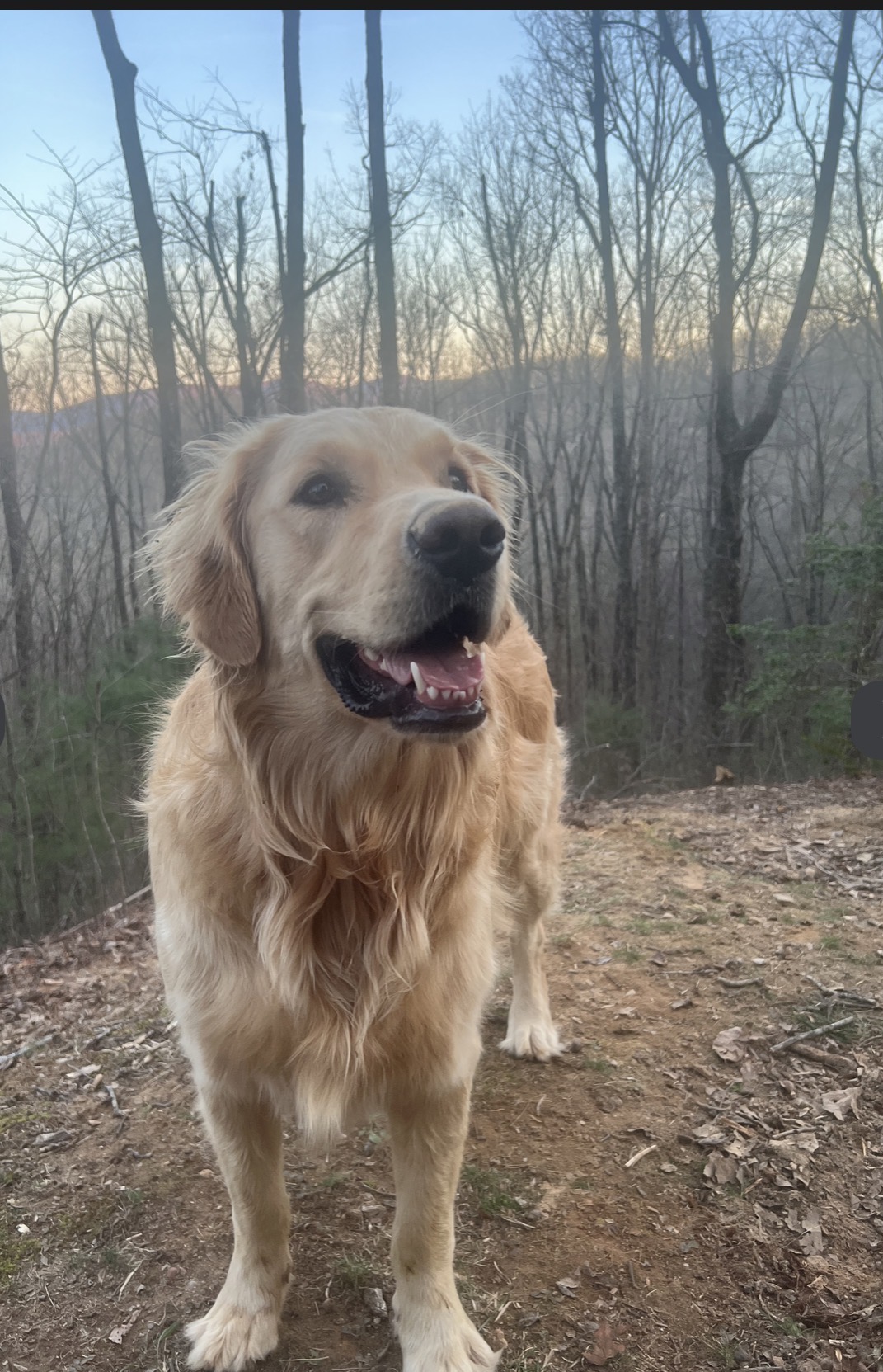 Golden Retriever enjoying the mountain view