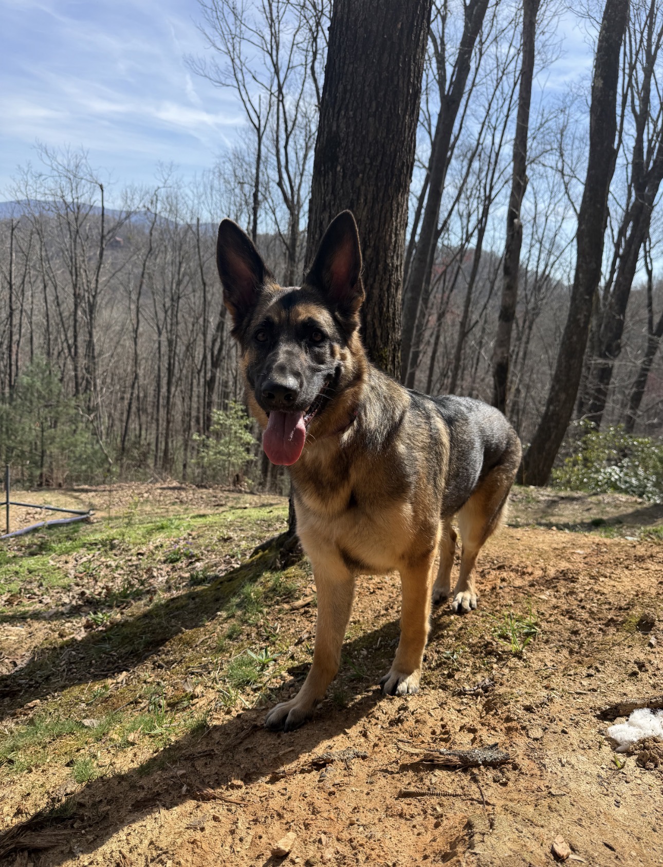 German Shepherd enjoying the wooded mountain yard